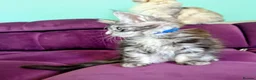 Maine Coon cats for sale: Pedigreed Maine Coon kittens - Advert 4