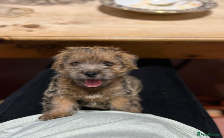 Norfolk Terrier dogs - Advert 1