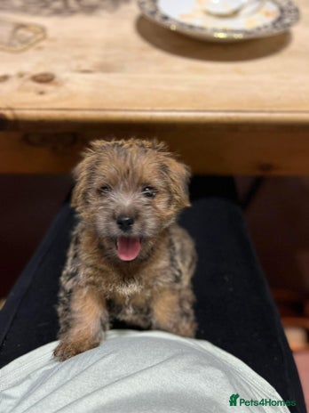 Norfolk Terrier dogs - Advert 1