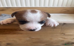 Patterjack dogs for sale: Patterjack Puppies - Image 7