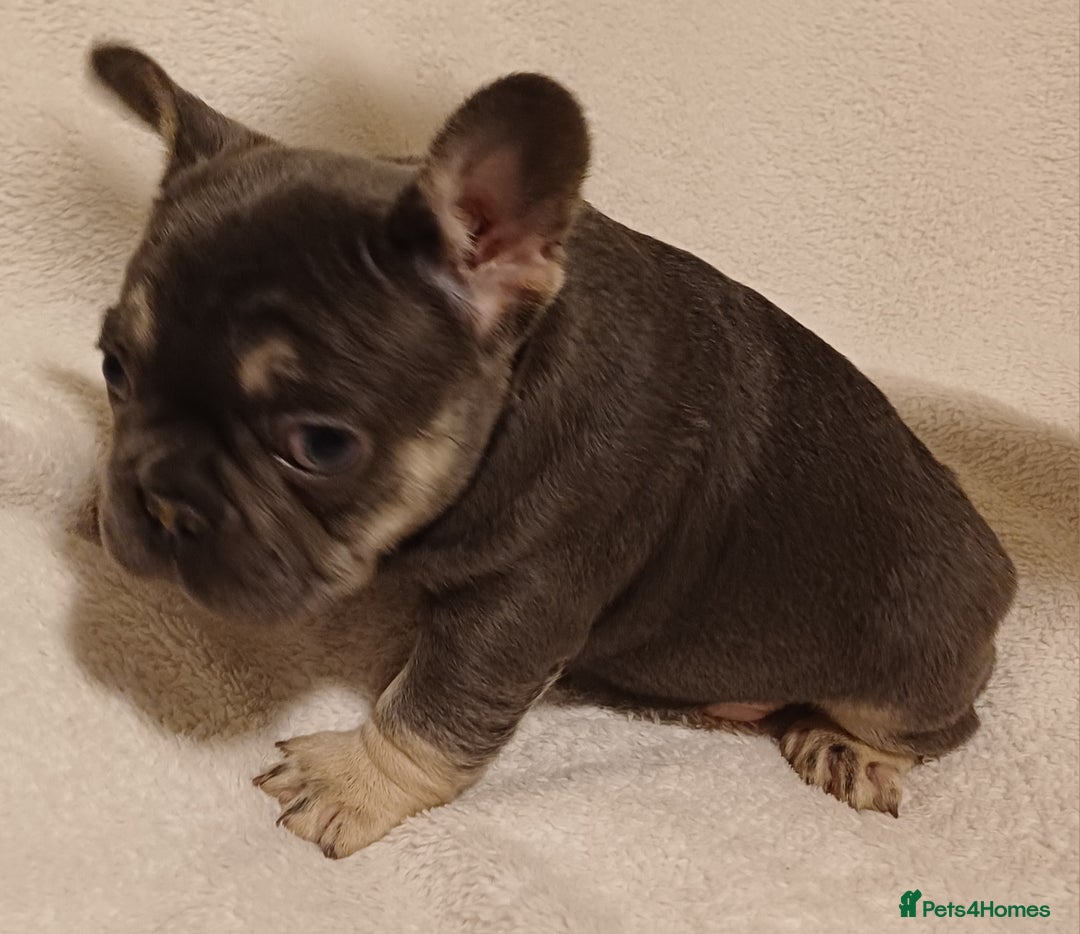 French Bulldog dogs for sale: Beautiful litter of amazing babies  - Advert 5