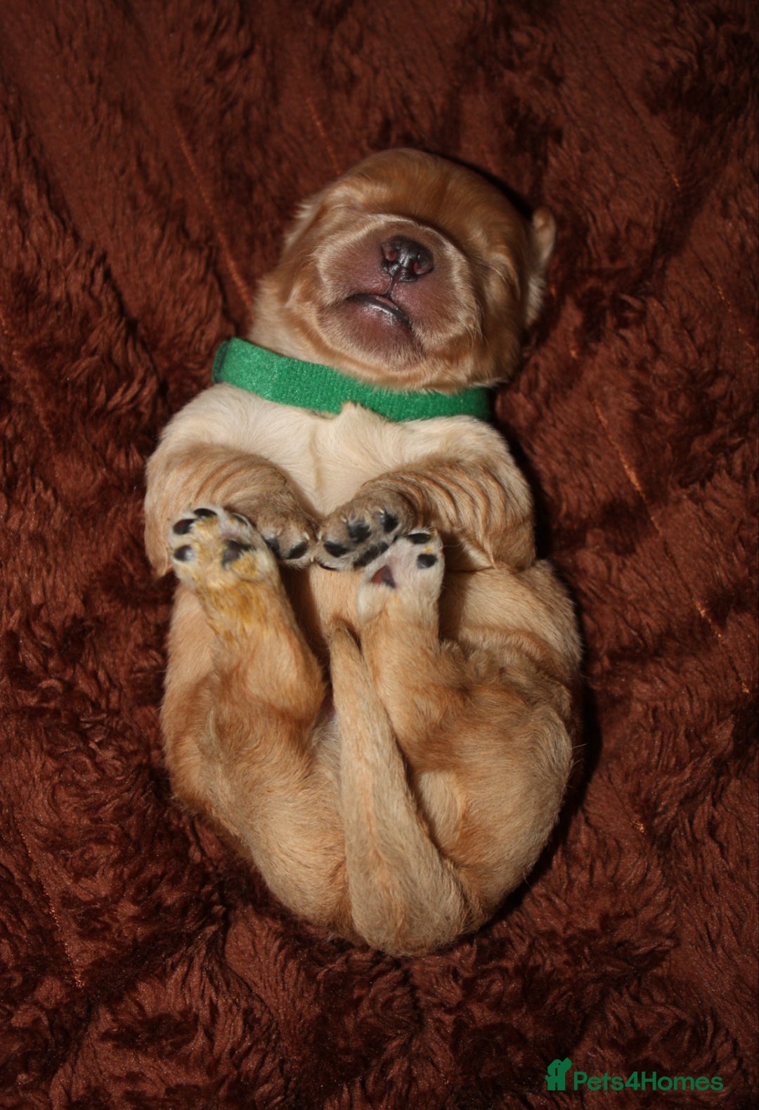 Goldendoodle dogs for sale: F1 Miniature goldendoodles  - Advert 7