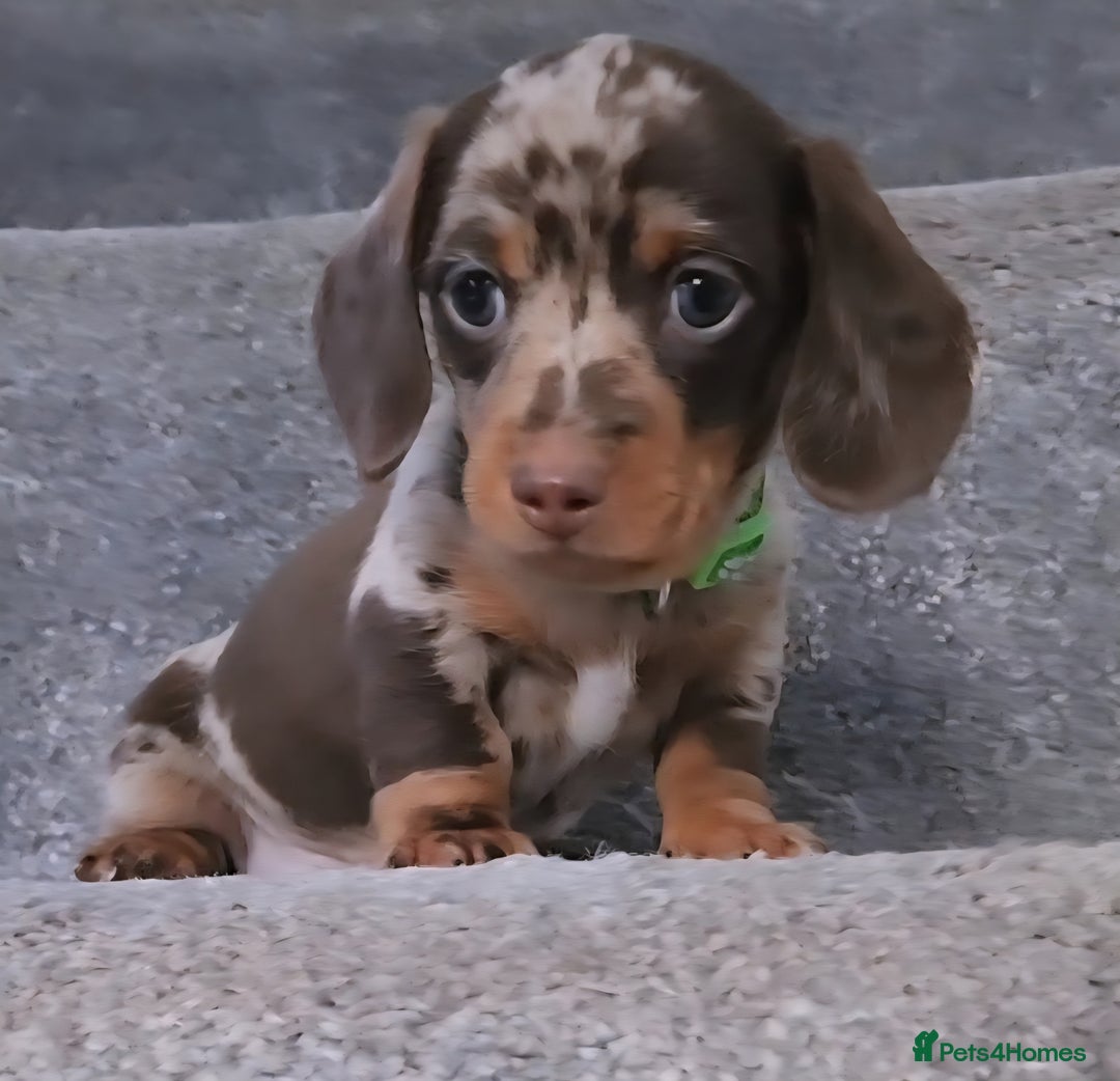 Miniature Dachshund dogs for sale: 🩷2 BABIES LEFT🐶READY TODAY🐶HAD 1ST/2ND JAB🩵 in Chorley - Image 9