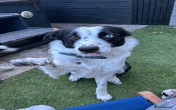 Border Collie dogs for sale: Cooper and Juno - Image 9