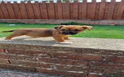 Mixed Breed dogs for sale: Jack Russell x Boarder Terrier girl pup - Image 15