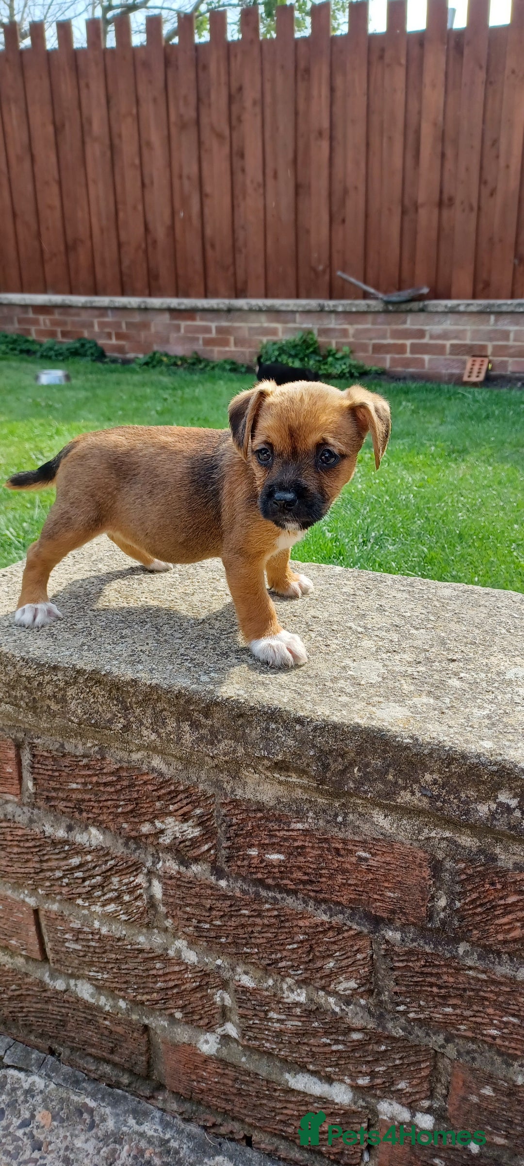 Mixed Breed dogs for sale: Jack Russell x Boarder Terrier girl pup - Image 15