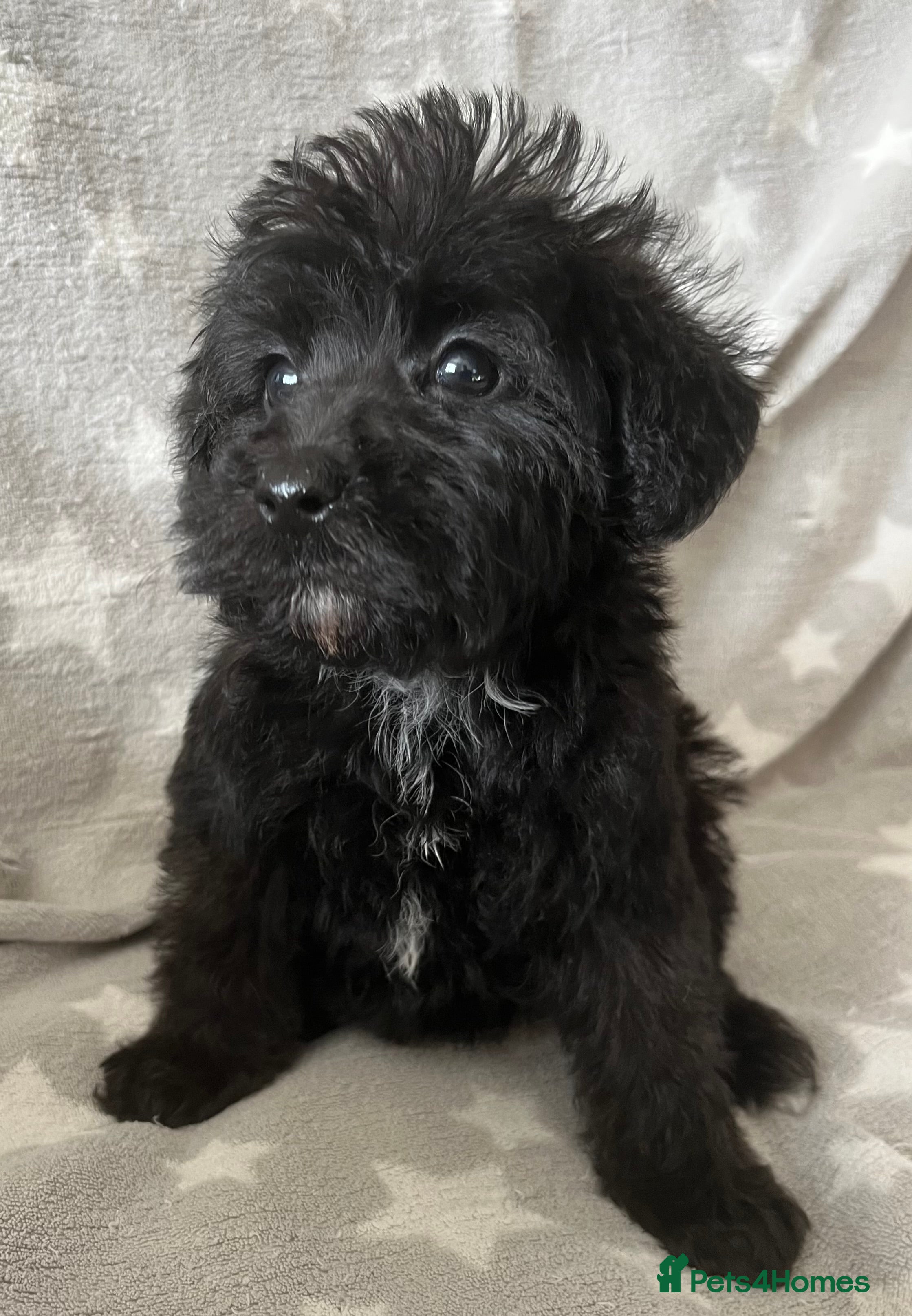Schnoodle dogs Schnoodle pups for sale. Ready 11th October.  - Advert 2