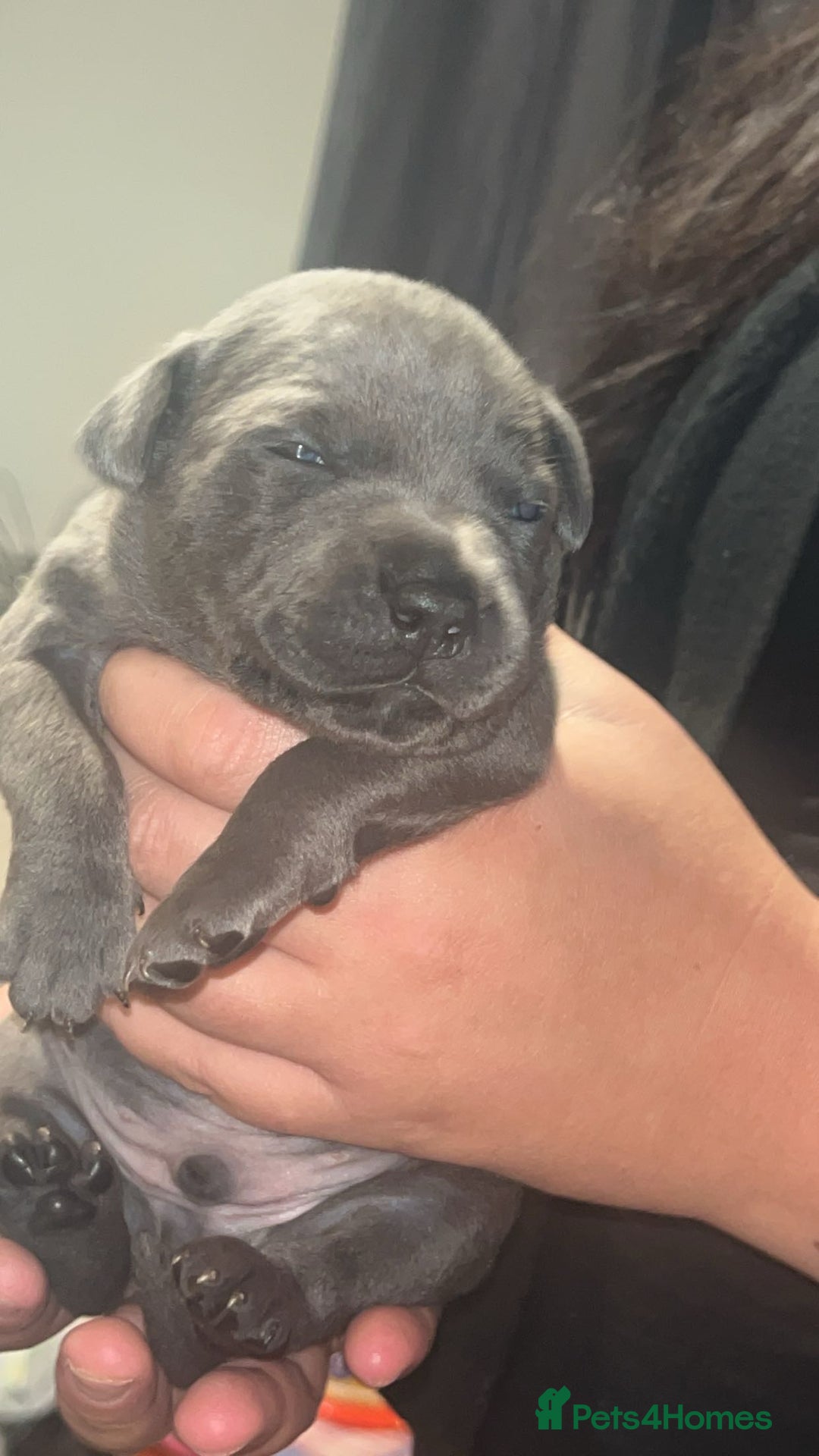 Staffordshire Bull Terrier dogs for sale: Beautiful blue staff puppies  - Image 10