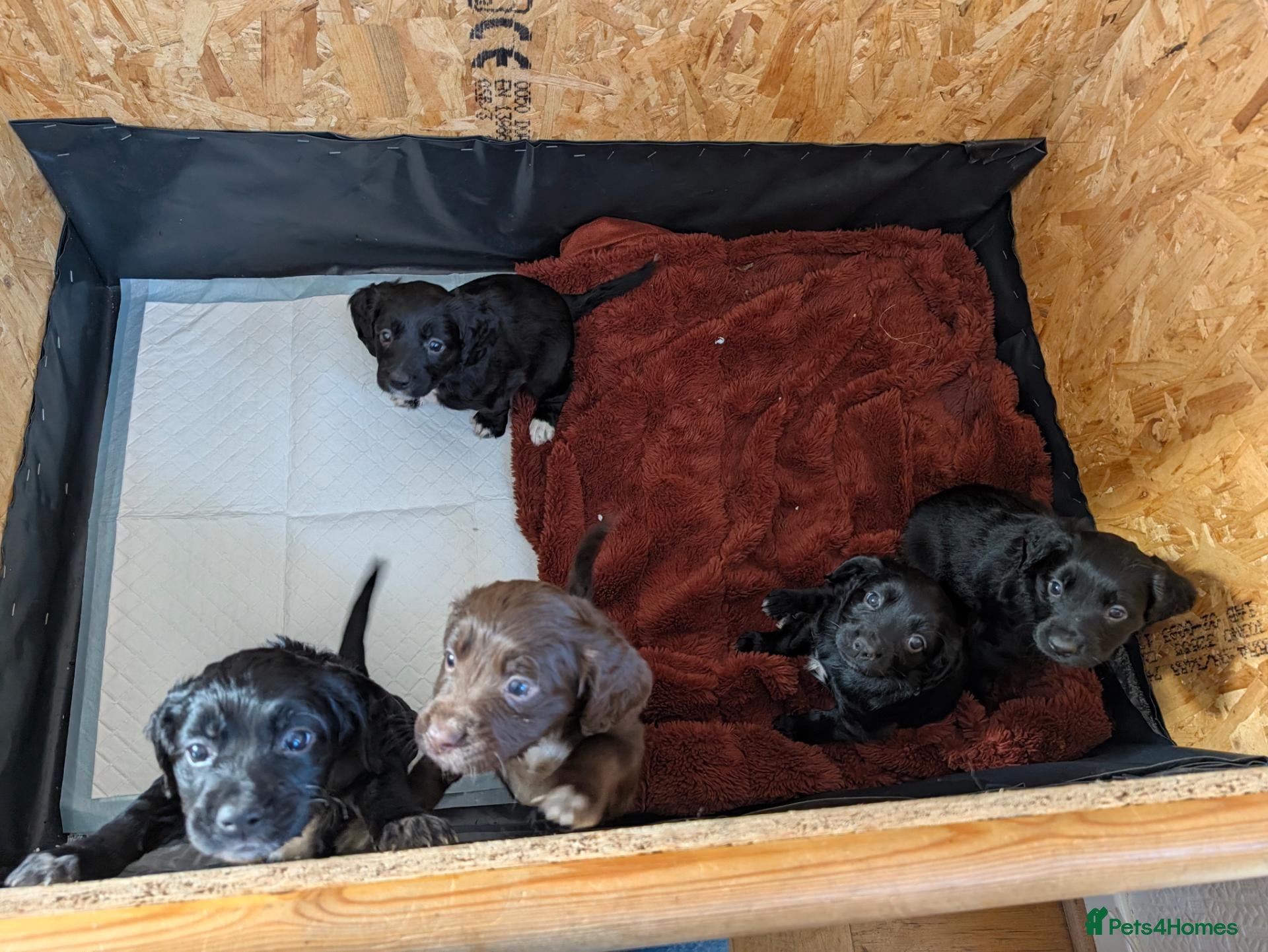Cocker Spaniel dogs Cocker spaniel puppies - Advert 10