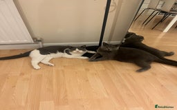British Shorthair cats for sale: Re homing my two cats  - Image 2