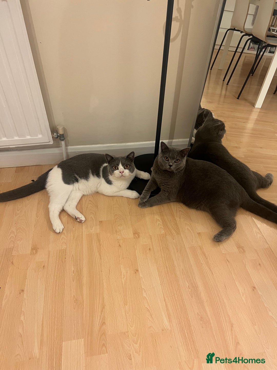 British Shorthair cats for sale: Re homing my two cats  - Image 2