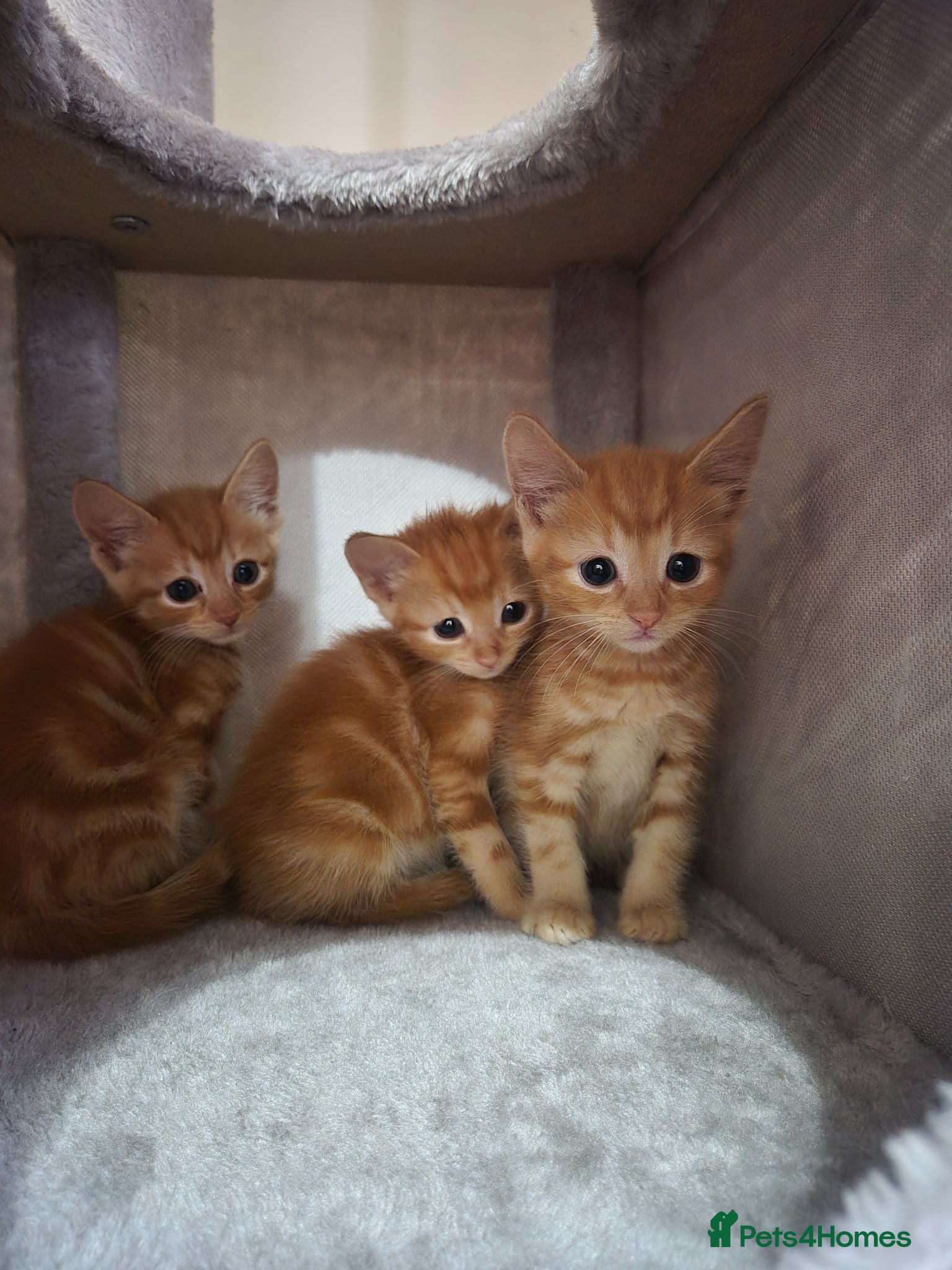 Arabian Mau cats Gorgeous kittens  - Advert 1