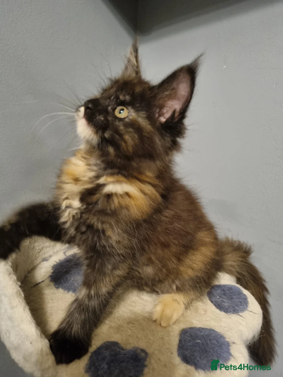 Maine Coon cats for sale: GCCF Regestered Maine Coon Kittens - Advert 4