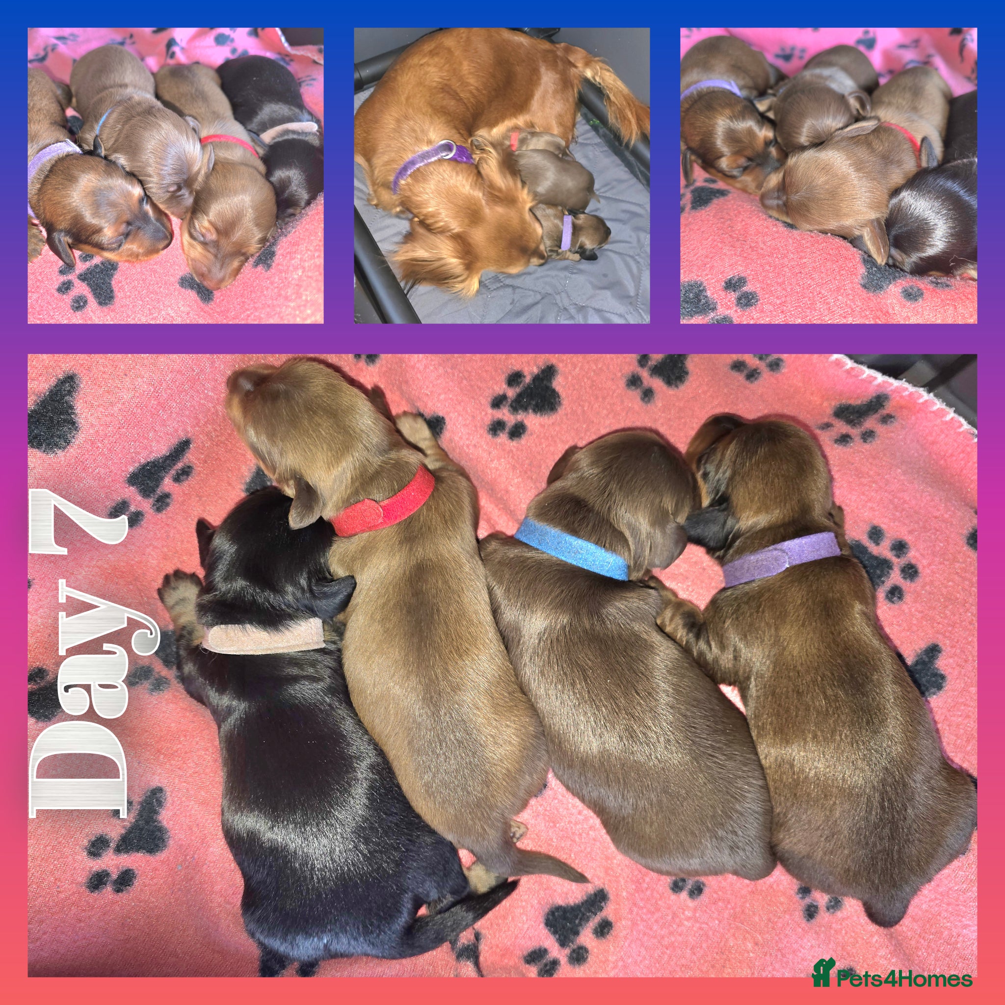 Miniature Dachshund dogs Longhaired Miniature Dachshunds  - Advert 17