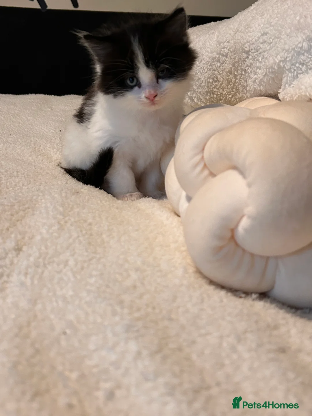 Mixed Breed cats for sale: Gorgeous kittens ❤️ - Advert 2