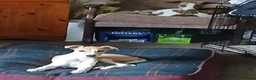 Whippet dogs for sale: Pedigree whippet puppy  - Advert 3