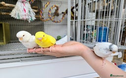Budgerigars birds for sale: Semi Tame White Budgie 3 Months Old - Image 1