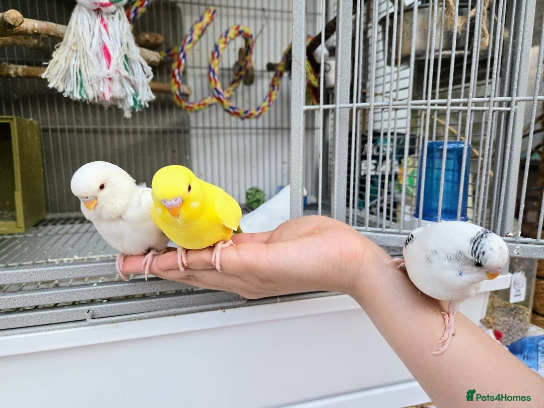 Budgerigars birds for sale: Semi Tame White Budgie 3 Months Old - Image 1