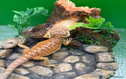Bearded Dragon reptiles for sale: 🔥🔥🔥 BABY BEARDED DRAGONS 🔥🔥🔥 READY 2 GO 🔥🔥 - Image 23