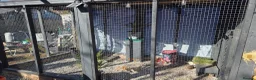 Quail poultry for sale: Quail chicks and hens and male in Twickenham - Advert 10