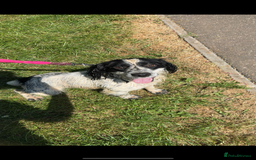 Cocker Spaniel dogs for sale: Worker cocker spaniel puppies for sale  - Image 12