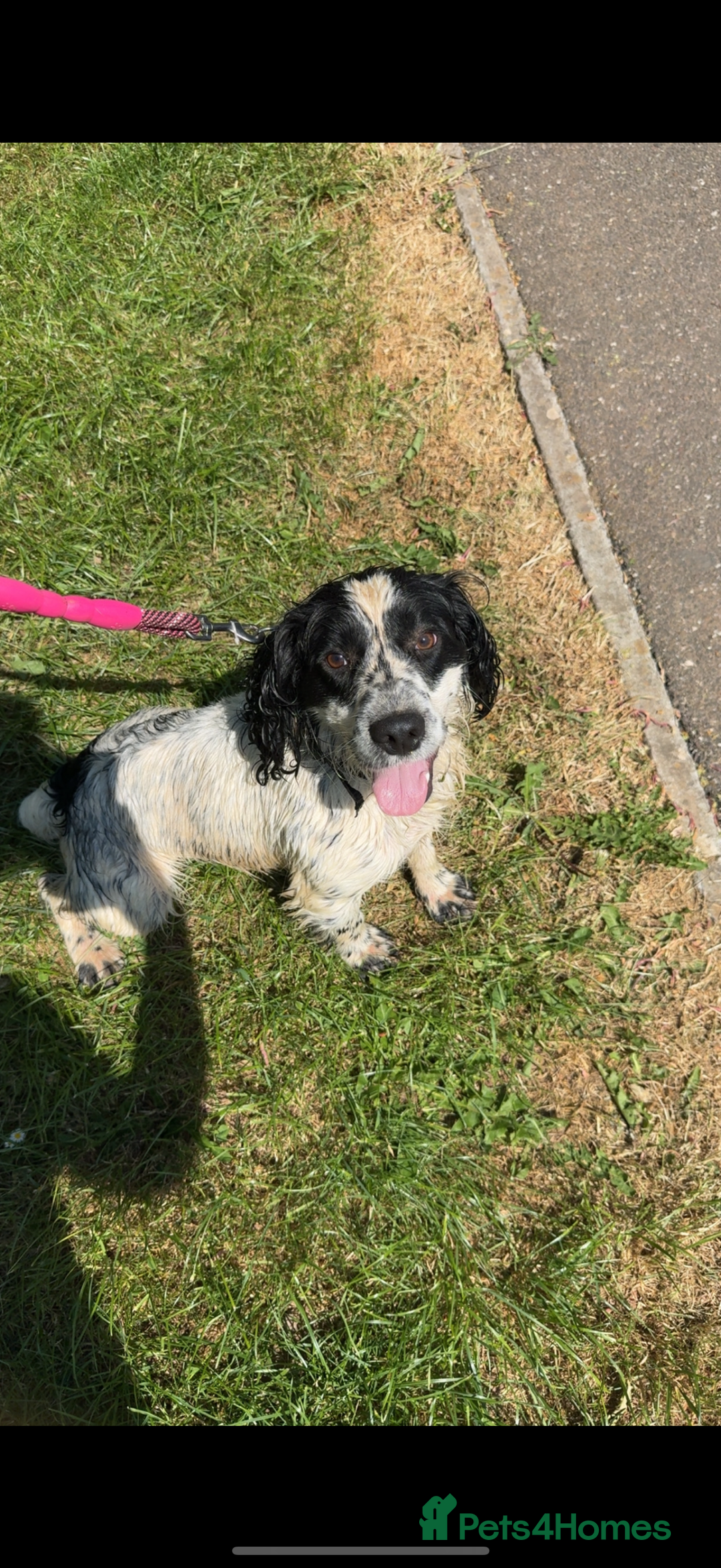 Cocker Spaniel dogs for sale: Worker cocker spaniel puppies for sale  - Image 12