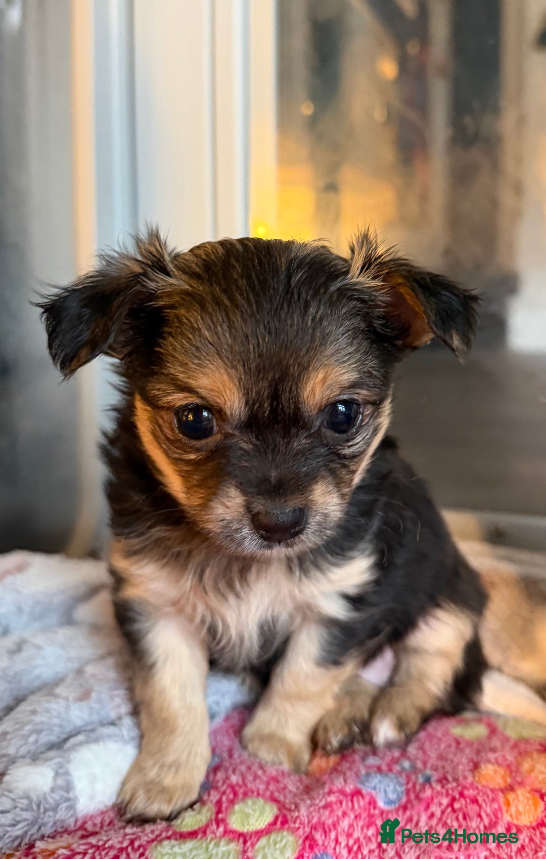 Chihuahua dogs for sale: Female Rare blue tan LC and black tri colour  - Advert 1