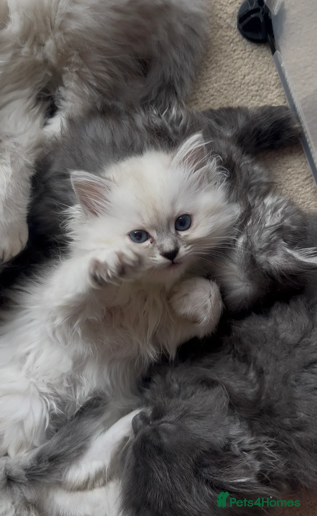 Persian cats for sale: LAST DOLLFACE CHINCHILLA PERSIAN GIRL - Advert 16