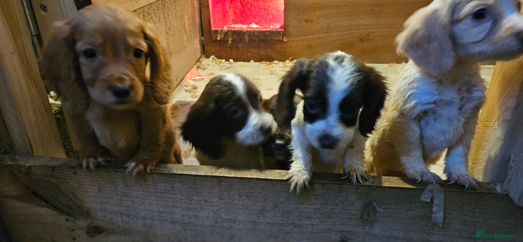 Cocker Spaniel dogs for sale: Beautiful cocker spaniels  - Advert 17