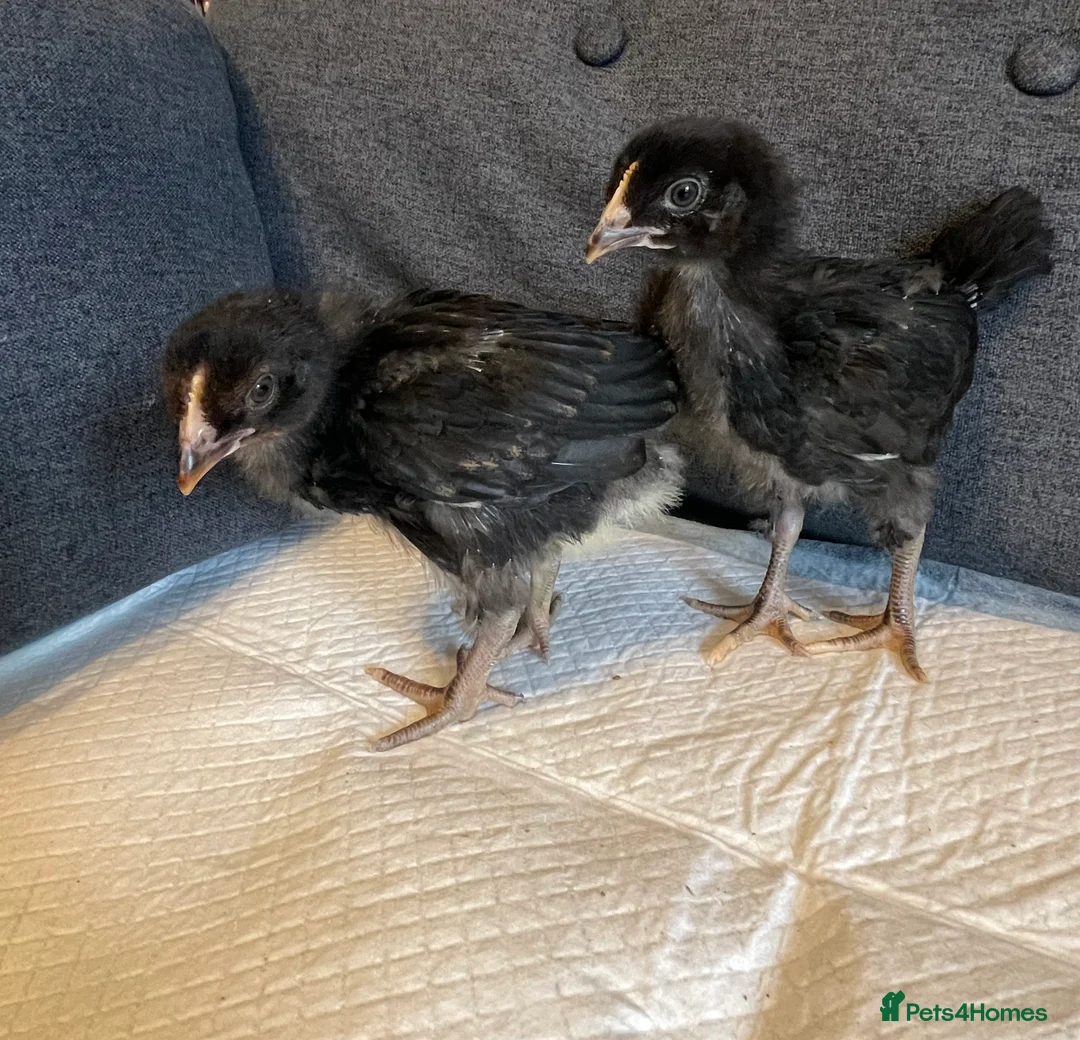 Mixed Breed livestock for sale: Three Week Old Mixed Chicks - Advert 2