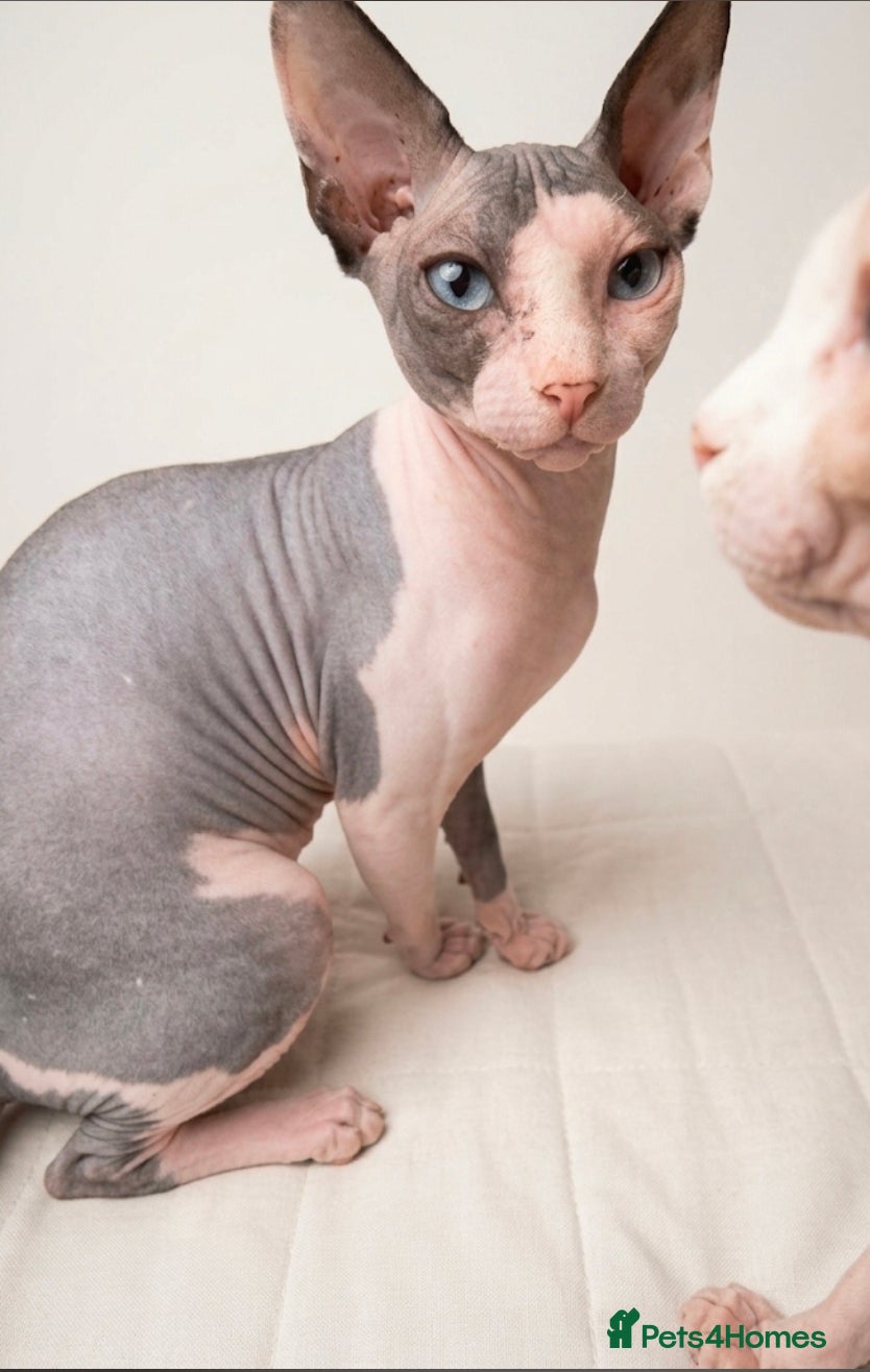 Sphynx cats Blue eye sphynx boy, DBE TICA  GCCF,  kitten  - Advert 2