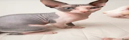 Sphynx cats for sale: Blue eye sphynx boy, DBE TICA  GCCF,  kitten  - Advert 1