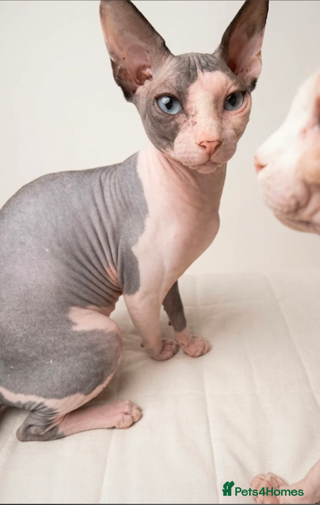 Sphynx cats for sale: Blue eye sphynx boy, DBE TICA  GCCF,  kitten  - Advert 1