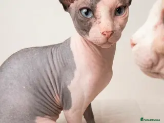 Sphynx cats Blue eye sphynx boy, DBE TICA GCCF, kitten - Advert 2
