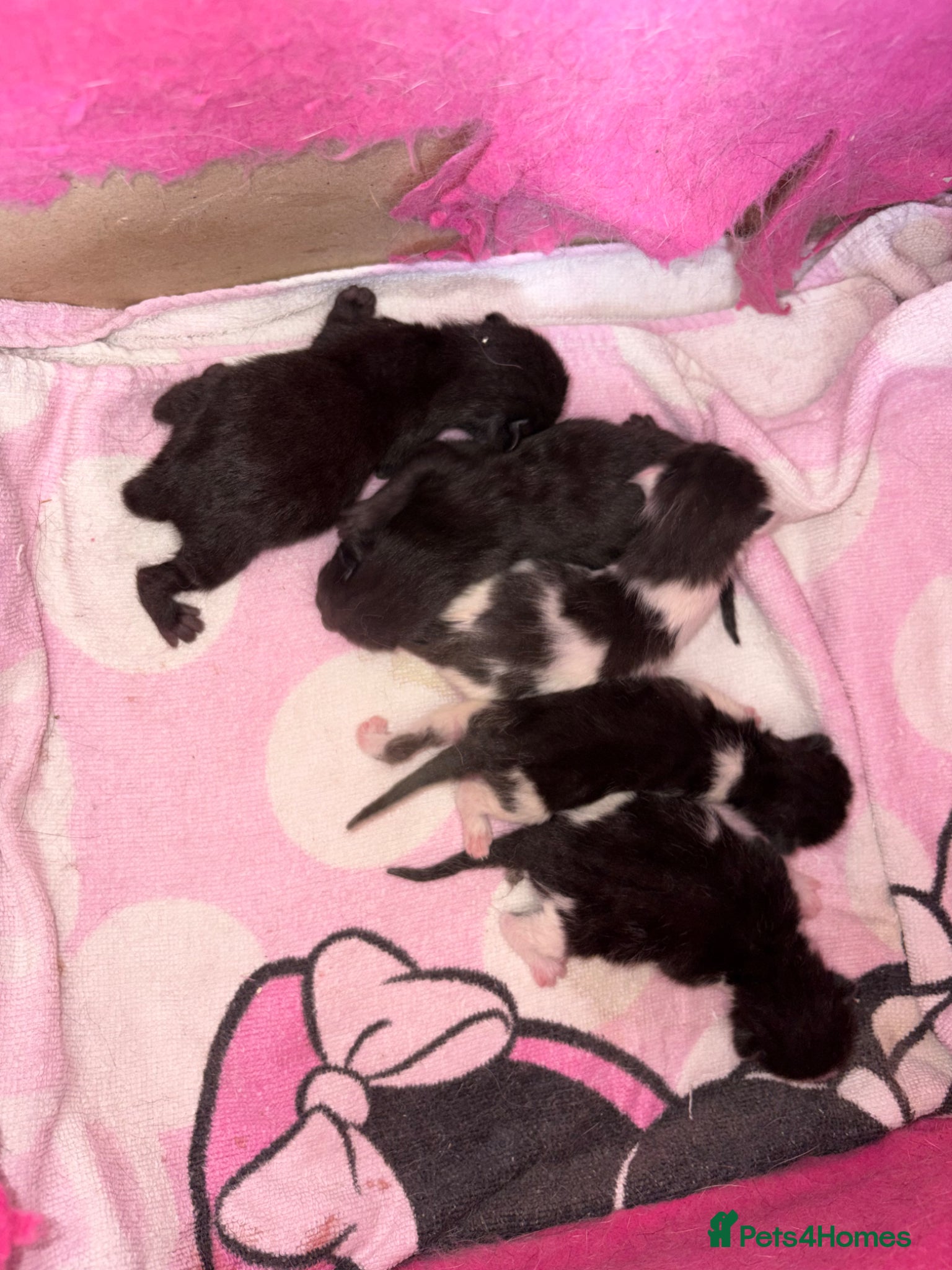 Mixed Breed cats Beautiful kittens  - Advert 4