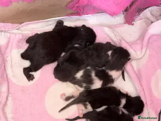 Mixed Breed cats Beautiful kittens - Advert 1