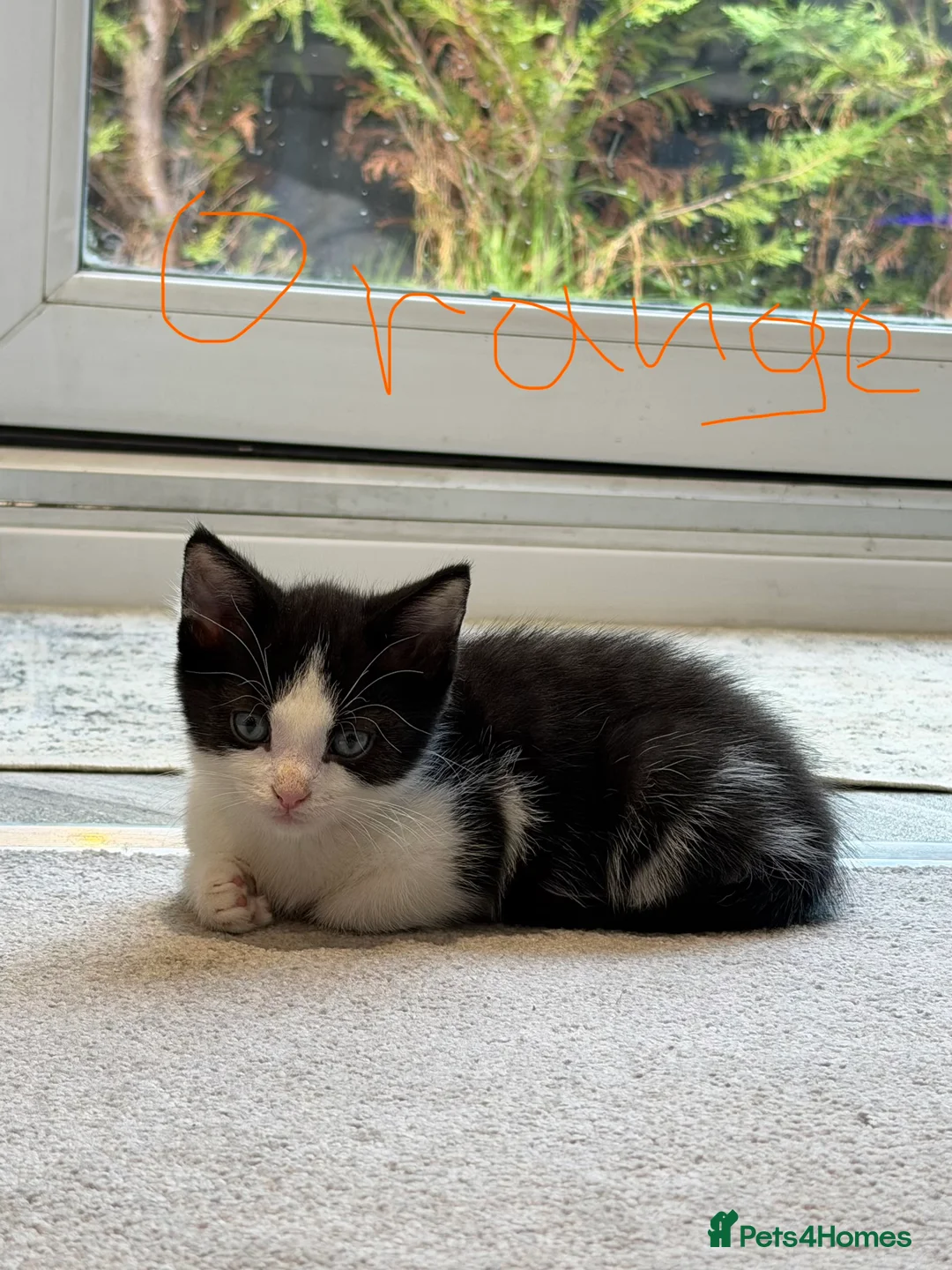 Mixed Breed cats for sale: Beautiful Tuxedo Mixed Breed Kittens in Feltham - Advert 2