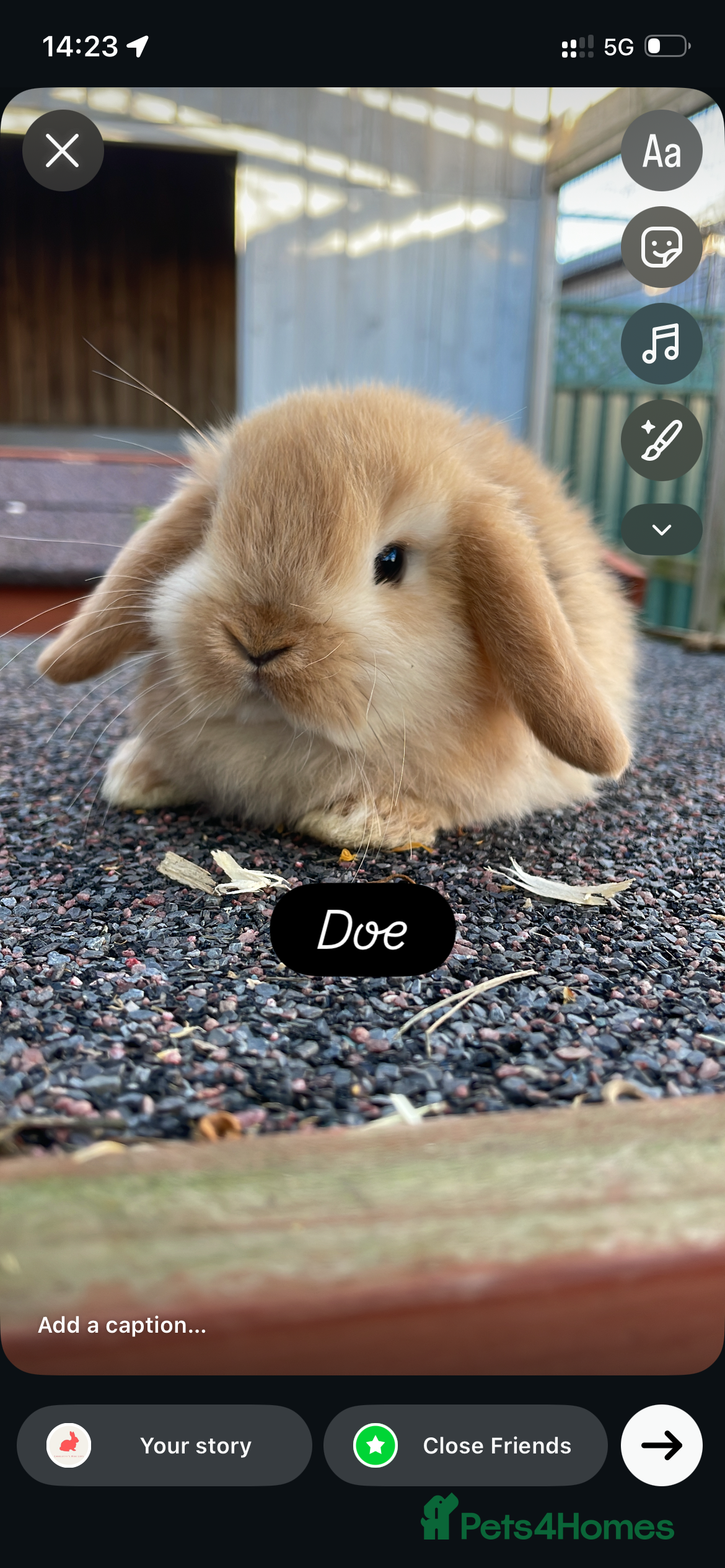 Mini Lop rabbits Beautiful mini lops ready for their forever Home - Advert 1