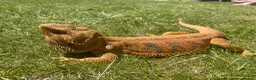 Bearded Dragon reptiles for sale: 5 year old male bearded dragon incl. viv - Advert 4