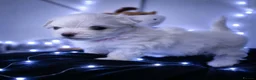 Maltese dogs for sale: 🐶4 Beautiful Maltese Puppies – 3 Boys & 1 Girl - Advert 17