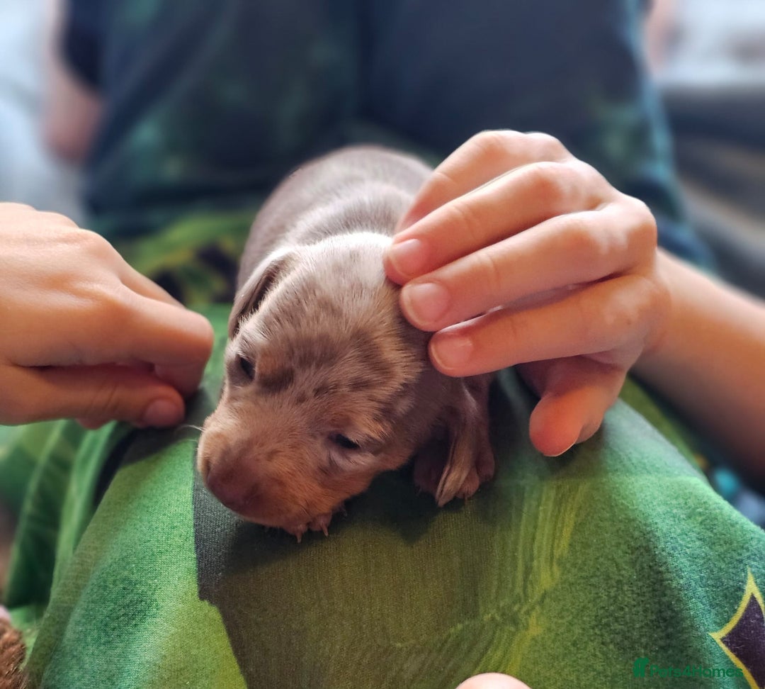 Dachshund dogs for sale: Isabella Dapple Dachshund Puppies - Advert 24