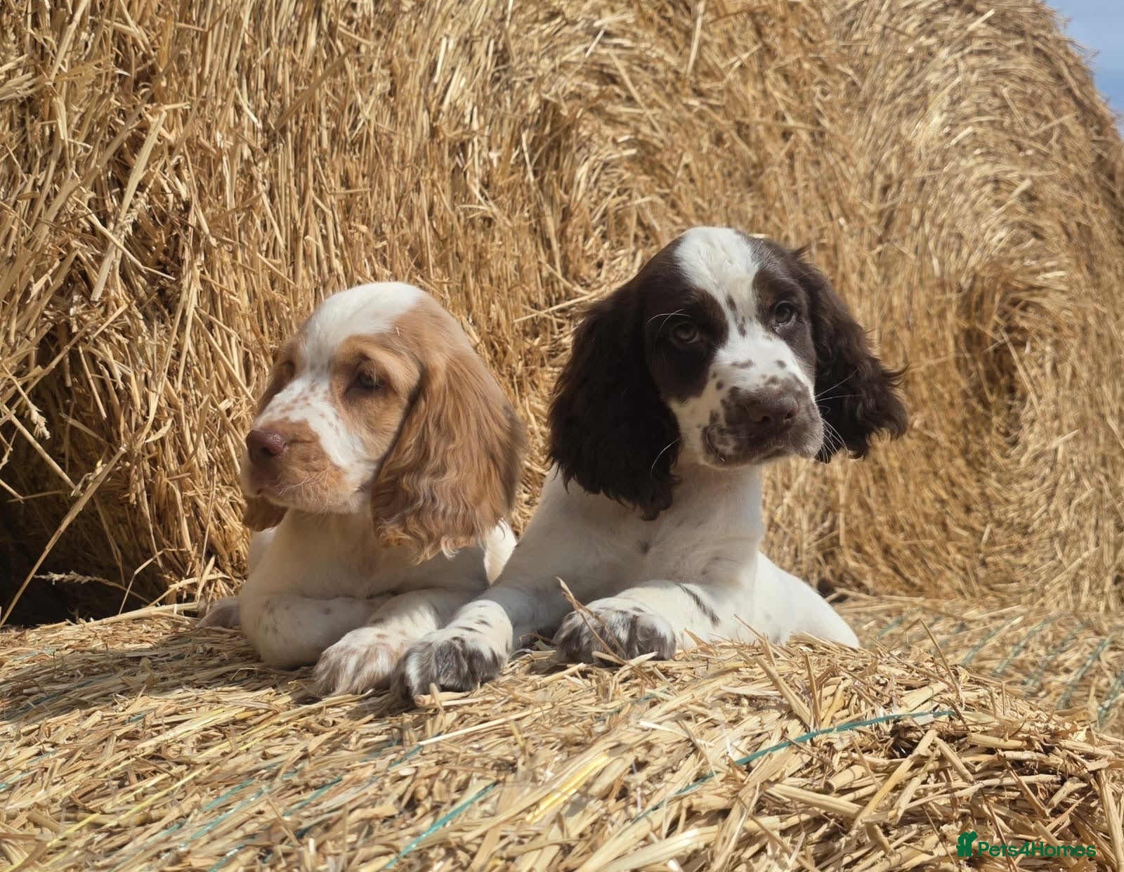 Cocker Spaniel dogs !READY NOW ! REDUCED working cocker spaniel pups - Advert 2