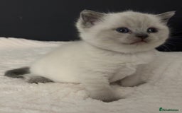 British Shorthair cats for sale: British short haired kittens - 07518744823 - Image 1