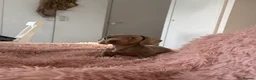 Miniature Dachshund dogs for sale: Miniature dashcund puppies  - Advert 11