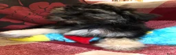 Shihpoo dogs for sale: shihpoo puppies for sale  - Advert 25
