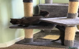 British Shorthair cats for sale: Black Kittens - Image 5