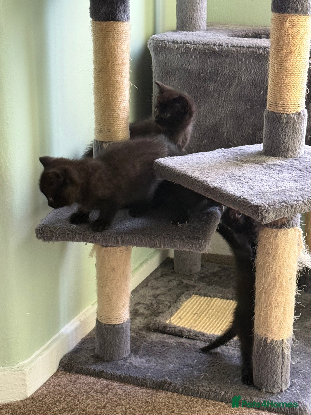 British Shorthair cats for sale: Black Kittens - Image 5