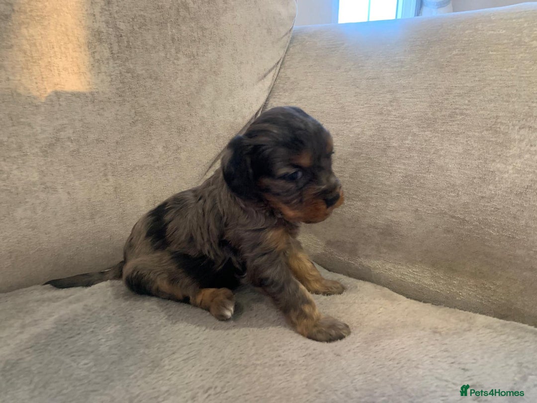 Cavapoo dogs for sale: Cavalier puppy’s  - Advert 7