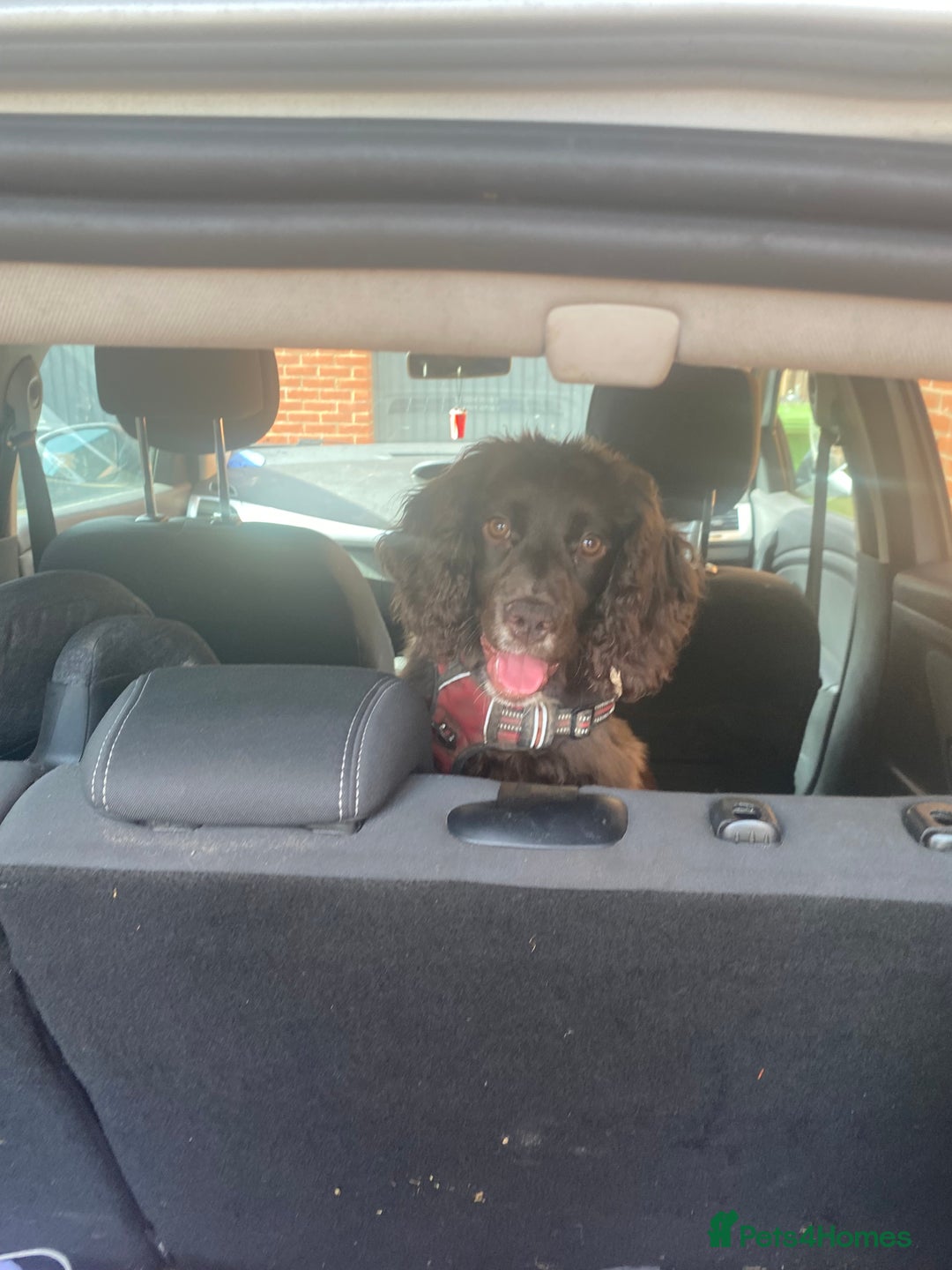 Cocker Spaniel dogs for sale: 2 year old female cocker spaniel  - Advert 3