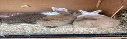 Mixed Breed rabbits for sale: Various rabbits for sale  - Advert 12
